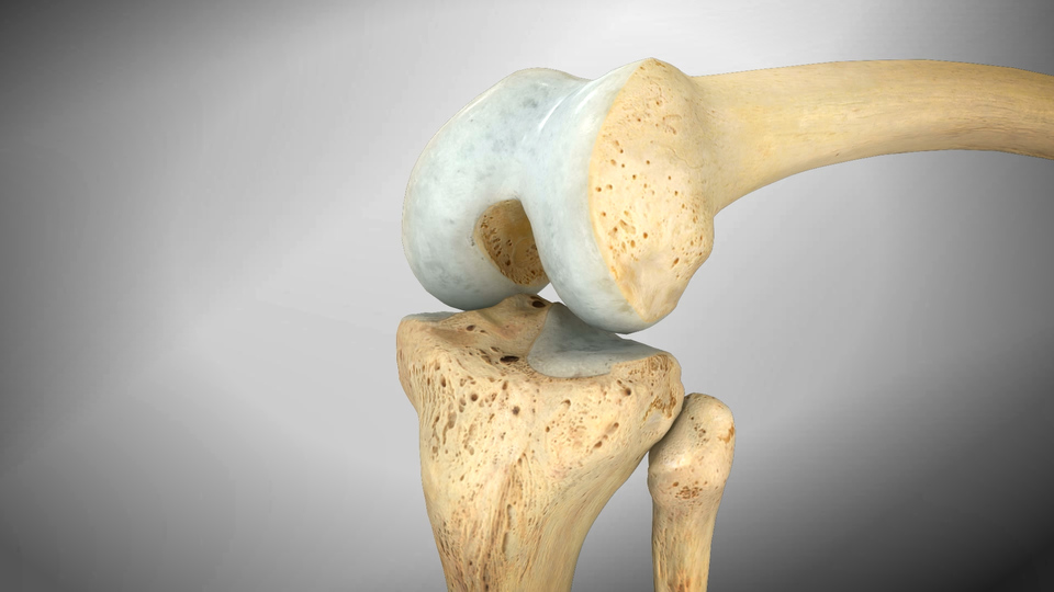 Knee Animation
