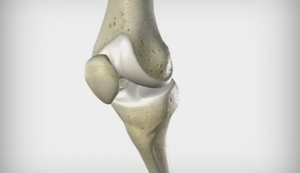 Knee Joint Animation